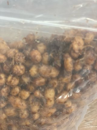 Tigernuts (Chufa) Carp Fishing Artesanales