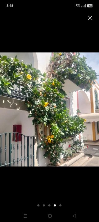 Planta Solandra
