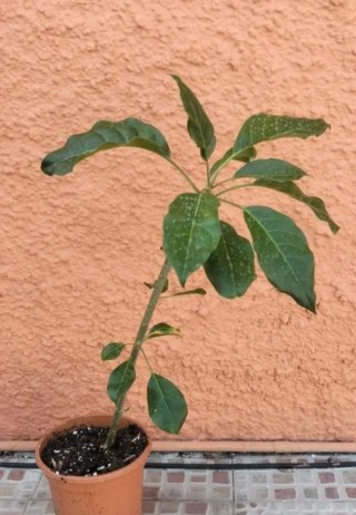Planta Solandra