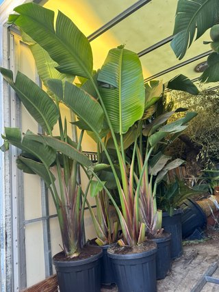 Plantas Ave del Paraíso