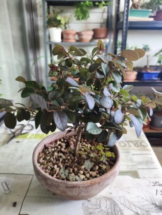 Bonsái Loropetalum