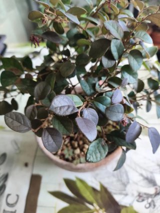 Bonsái Loropetalum