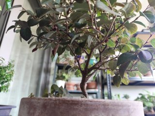 Bonsái Loropetalum