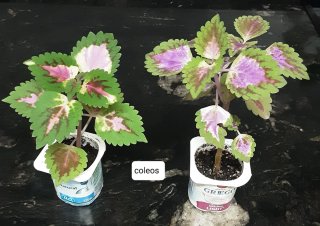Plantas variadas