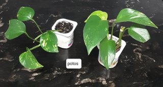 Plantas variadas