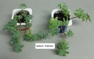 Plantas variadas