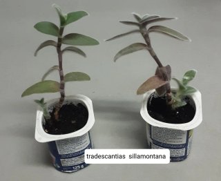 Plantas variadas