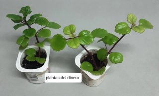 Plantas variadas