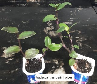 Plantas variadas