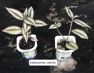 Plantas variadas