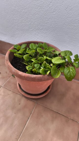 Regalo planatas de diferentes tipos