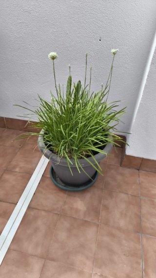 Regalo planatas de diferentes tipos