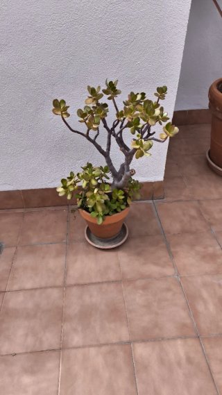 Regalo planatas de diferentes tipos