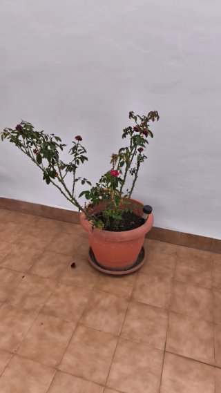 Regalo planatas de diferentes tipos
