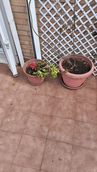 Regalo planatas de diferentes tipos