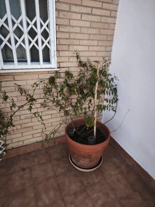 Regalo planatas de diferentes tipos