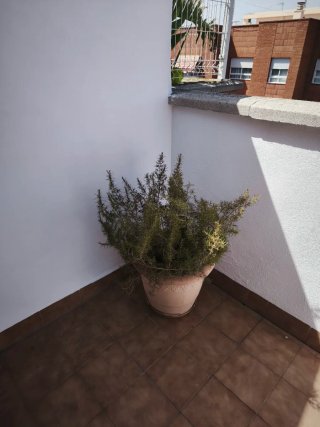 Regalo planatas de diferentes tipos