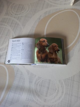 Cani / Adorabile cani