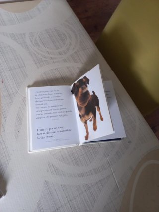 Cani / Adorabile cani