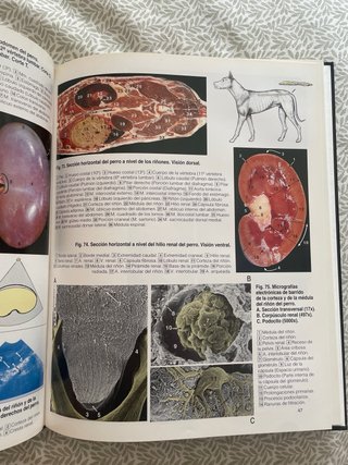 Atlas de Anatomía del Perro y del Gato