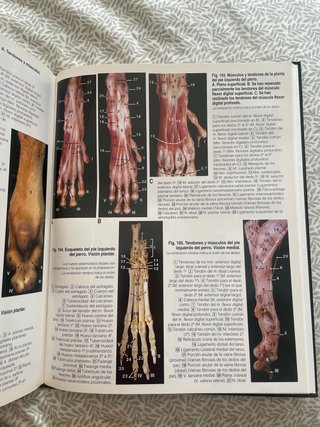 Atlas de Anatomía del Perro y del Gato