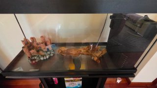 Acuario 80L con mueble y deco
