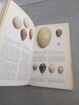 El libro de las aves de España. Reader's Digest