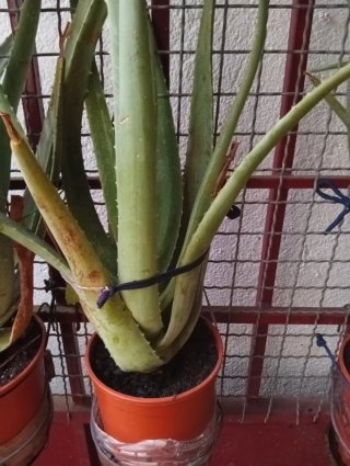 Planta Aloe Vera Grande