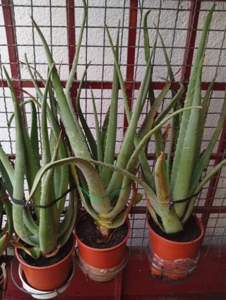 Planta Aloe Vera Grande
