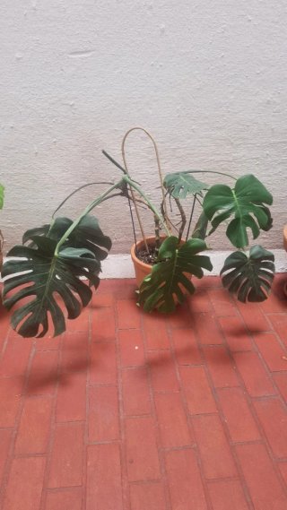 Costilla de Adán en maceta terracota