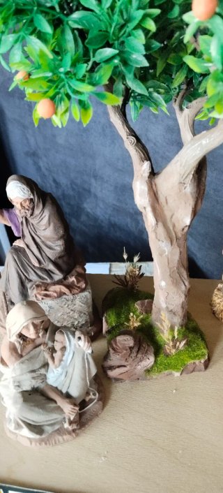 Naranjo en miniatura con naranjas