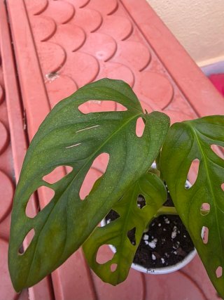 Monstera Adansonii Mint