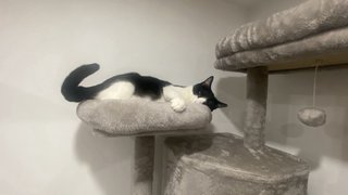 Rascador XXL para gatos