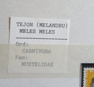 TEJÓN LOTE 8 SELLOS MELES MELES MELANDRU