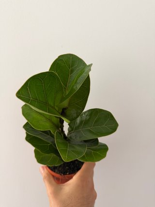 Ficus Lyrata