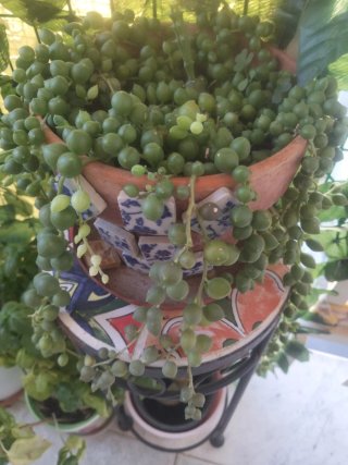 Talea Senecio (Rosario) con radici il prezzo x1