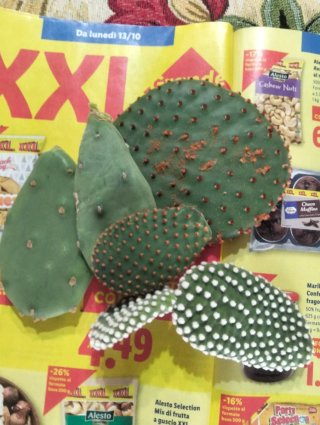 Mix 5 talee di cactus