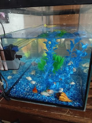 80L Pecera con accesorios