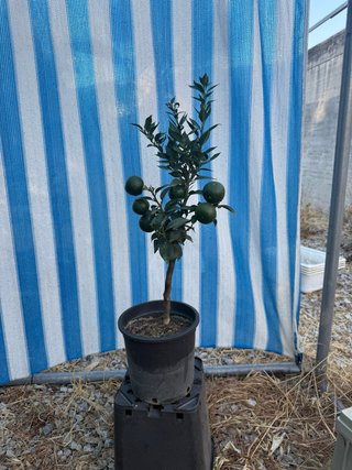 Chinotto ( Citrus mritifolia )