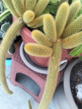 Talea di cactus coda di topo,il prezzo è per 1