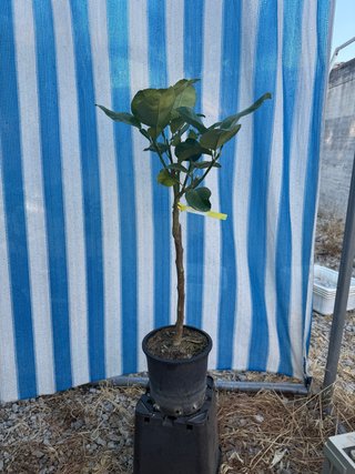 Pomelo Meraviglia (Citrus Grandis)