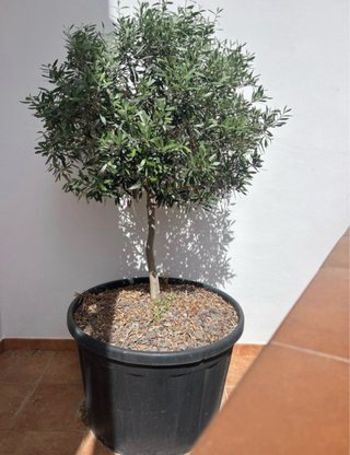 Árbol de olivo natural , tengo dos unidades.