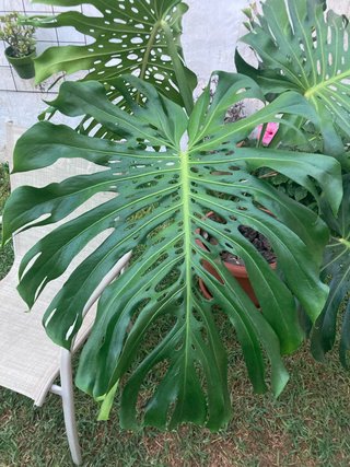 Monstera Deliciosa Planta Grande