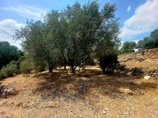 Terreno huerto con agua todo el año – La Senia