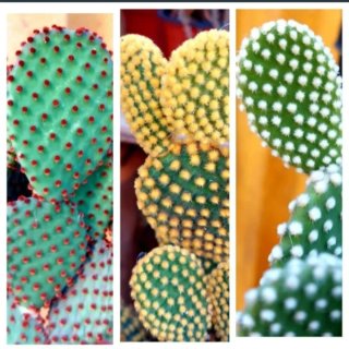 3 Esquejes Opuntia Cactus