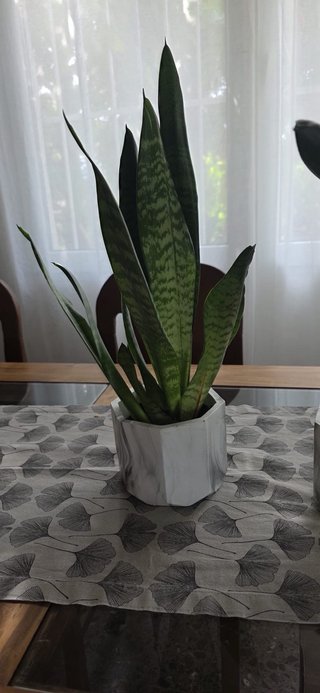 Planta Sansevieria en maceta geométrica
