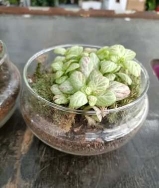 Vaso Vetro per Terrarium Aperto ø12cm