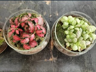 Vaso Vetro per Terrarium Aperto ø12cm