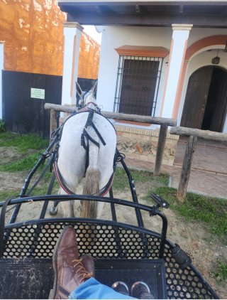 Coche de caballos con suspensión neumática