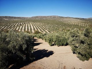 Alquiler de Olivares/Almendros